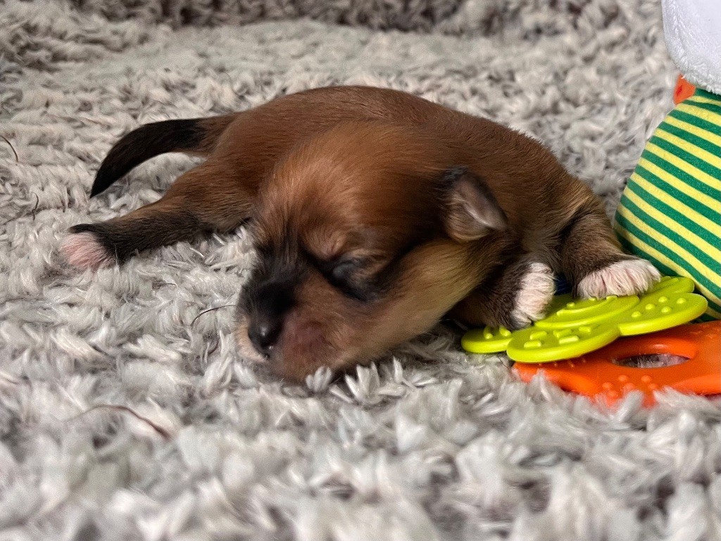 De La Vallée Du Petit Pré - Chiots disponibles - Bichon Havanais